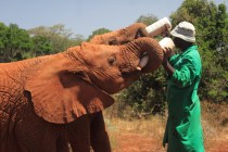 Sheldrick wild life